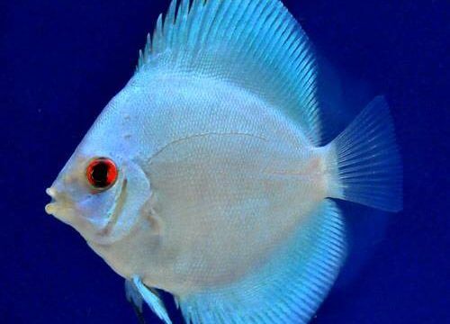 charm-ディスカス