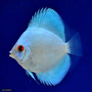 charm-ディスカス