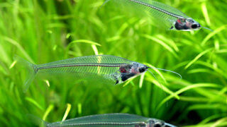 charm-トランスルーセント・グラスキャット