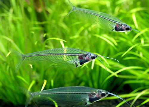 charm-トランスルーセント・グラスキャット