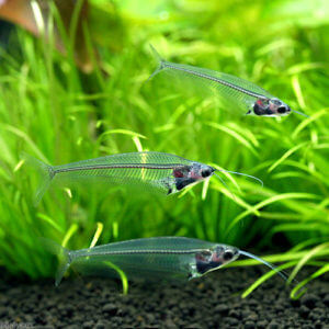 charm-トランスルーセント・グラスキャット