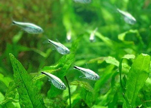 charm-ゴールデン・テトラ ブルーライン