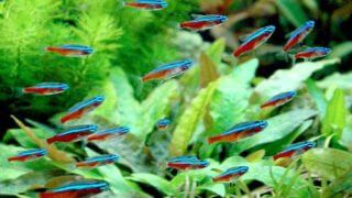 charm-カージナルテトラ