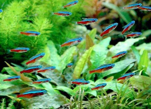 charm-カージナルテトラ