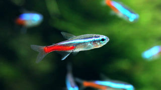 charm-ネオンテトラ