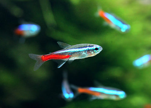 charm-ネオンテトラ