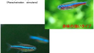 charm-グリーンネオンテトラ