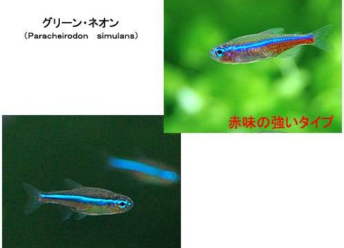 charm-グリーンネオンテトラ