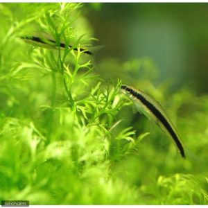 charm-サイアミーズフライングフォックス