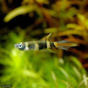 charm-クラウンキリー