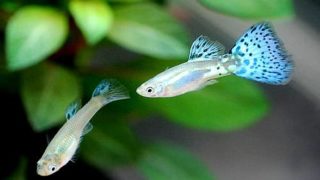 charm-ブルーグラスグッピー