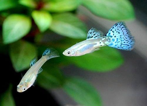 charm-ブルーグラスグッピー