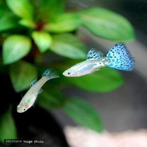 charm-ブルーグラスグッピー