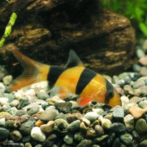 charm-クラウンローチ