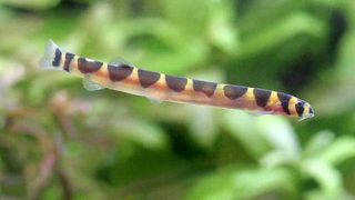 charm-クーリーローチ