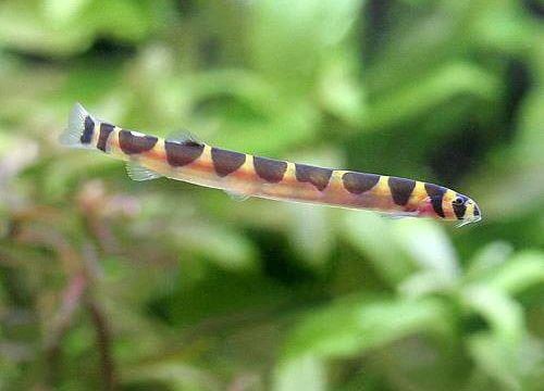 charm-クーリーローチ