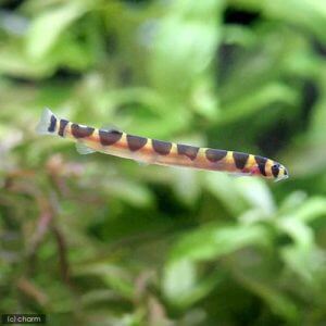 charm-クーリーローチ