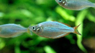 charm-ネオンドワーフレインボー