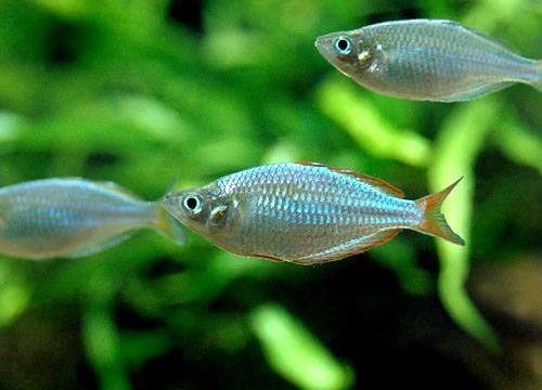 charm-ネオンドワーフレインボー