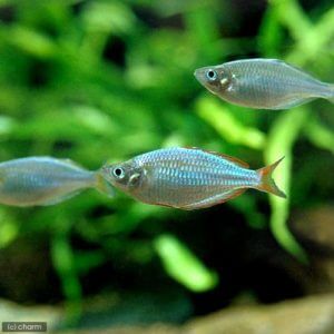 charm-ネオンドワーフレインボー