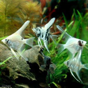 charm-エンゼルフィッシュ