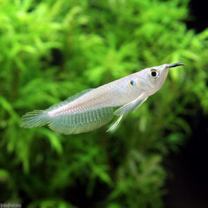 charm-シルバーアロワナ