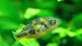 charm-アベニーパファー