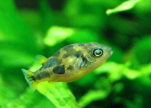 charm-アベニーパファー