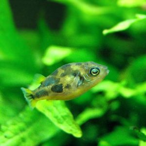 charm-アベニーパファー