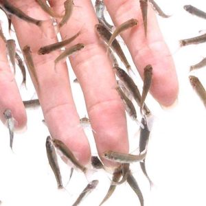 charm-ガラ・ルファ（ドクターフィッシュ）