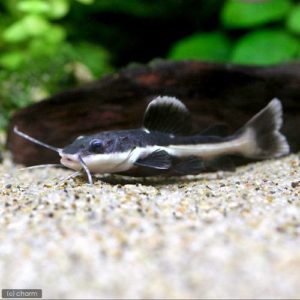 charm-レッドテールキャット