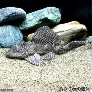 charm-セルフィンプレコ