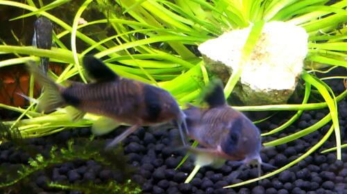 コリドラス繁殖行動