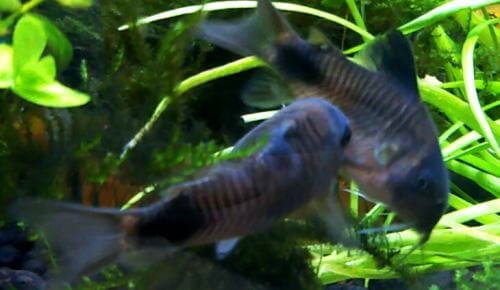 コリドラス繁殖行動