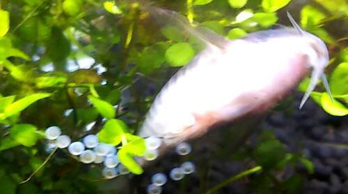 コリドラス繁殖行動