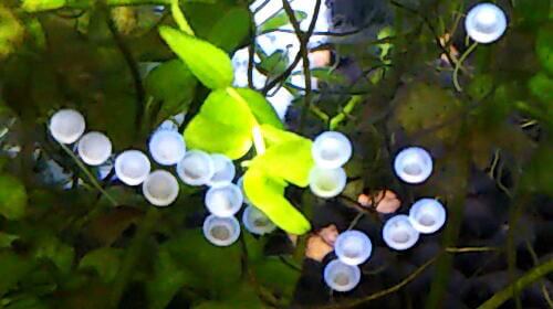 コリドラス繁殖行動