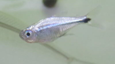 ゴールデンテトラ