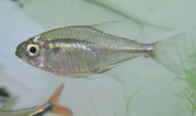 ゴールデンテトラ