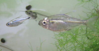 ゴールデンテトラ