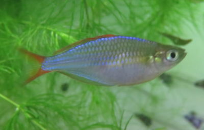 ネオンドワーフレインボー