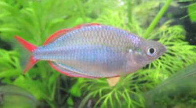 ネオンドワーフレインボー