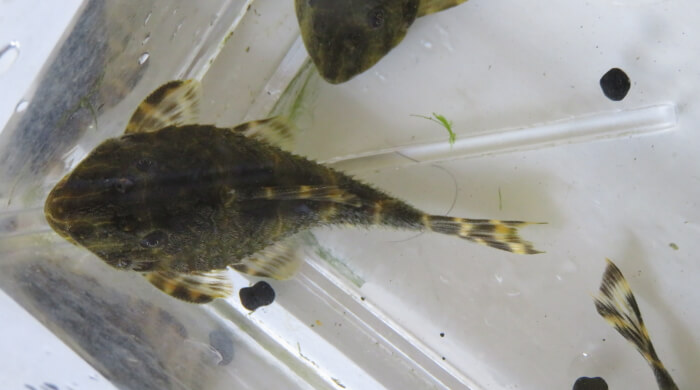 タイガープレコ オス