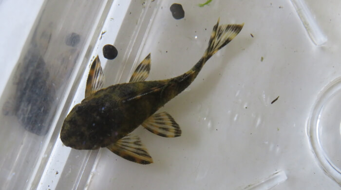 タイガープレコ メス