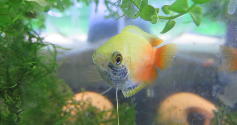 ゴールデンハニードワーフグラミー