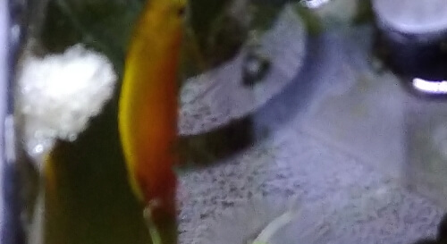 ゴールデンハニー・ドワーフグラミー