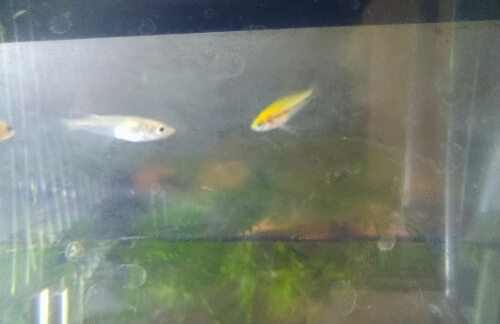 ゴールデンハニー・ドワーフグラミー