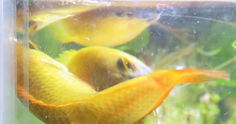 ゴールデンハニードワーフグラミー