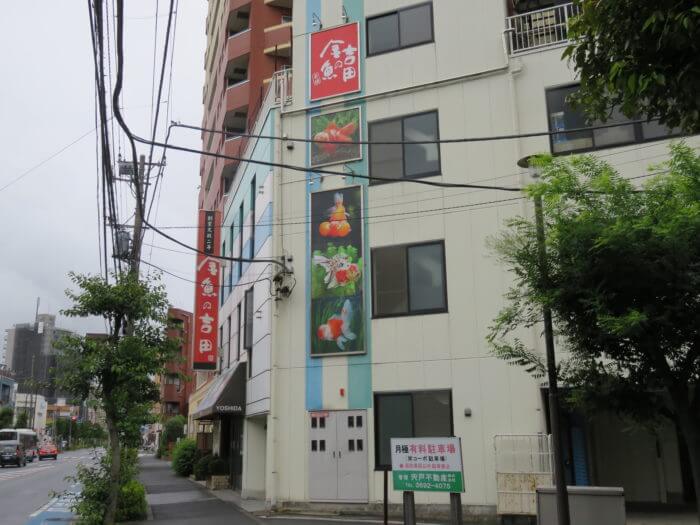 金魚の吉田