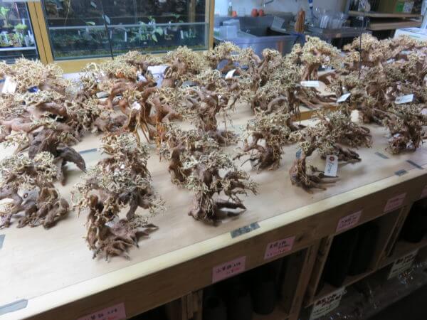 アクアテイラーズ