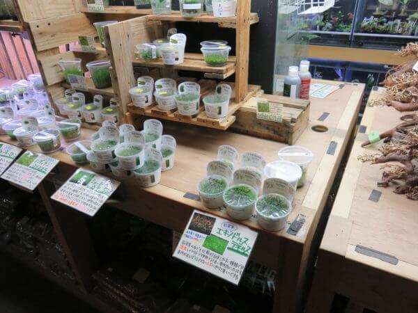 アクアテイラーズ